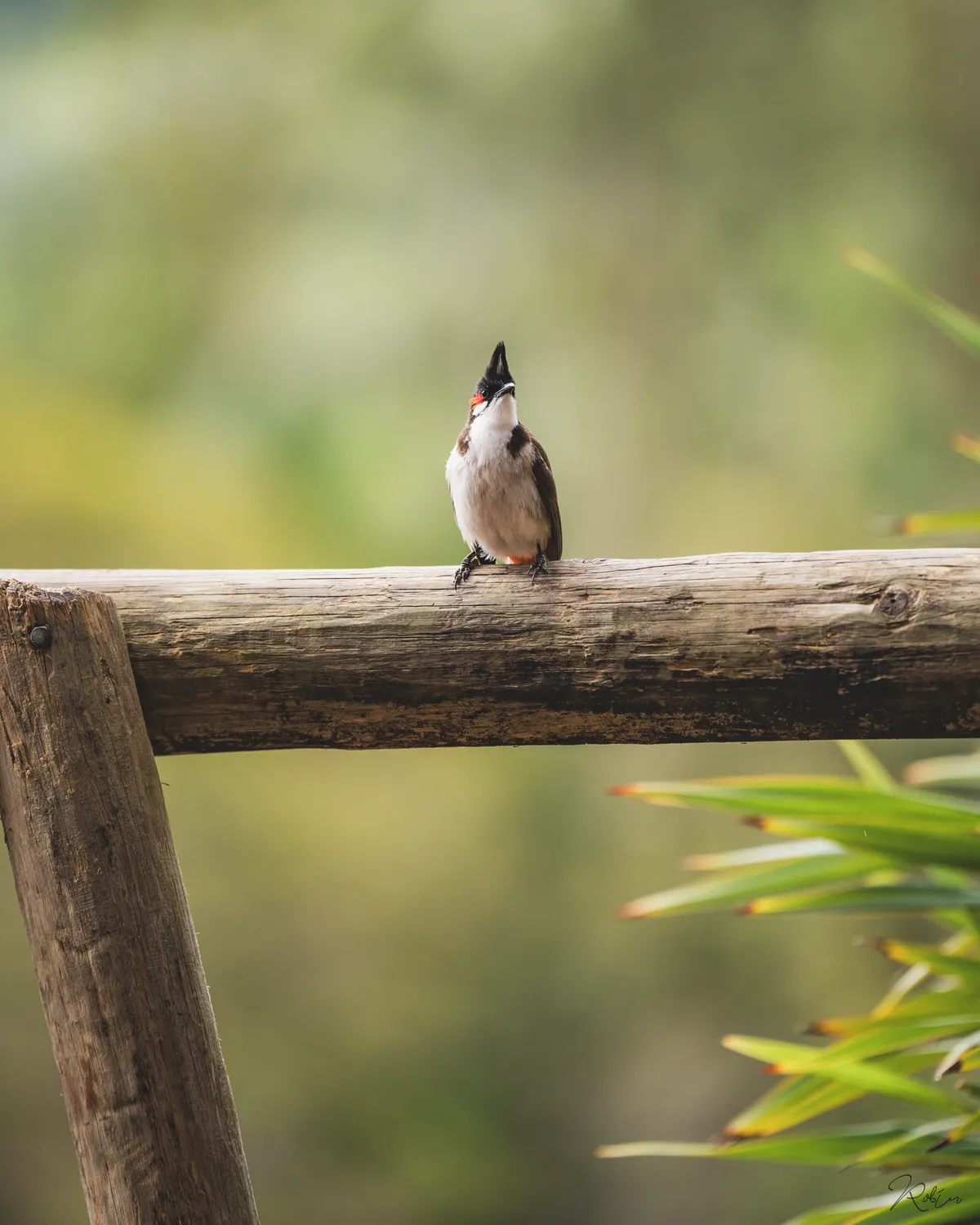 Ile Maurice — DSC02230