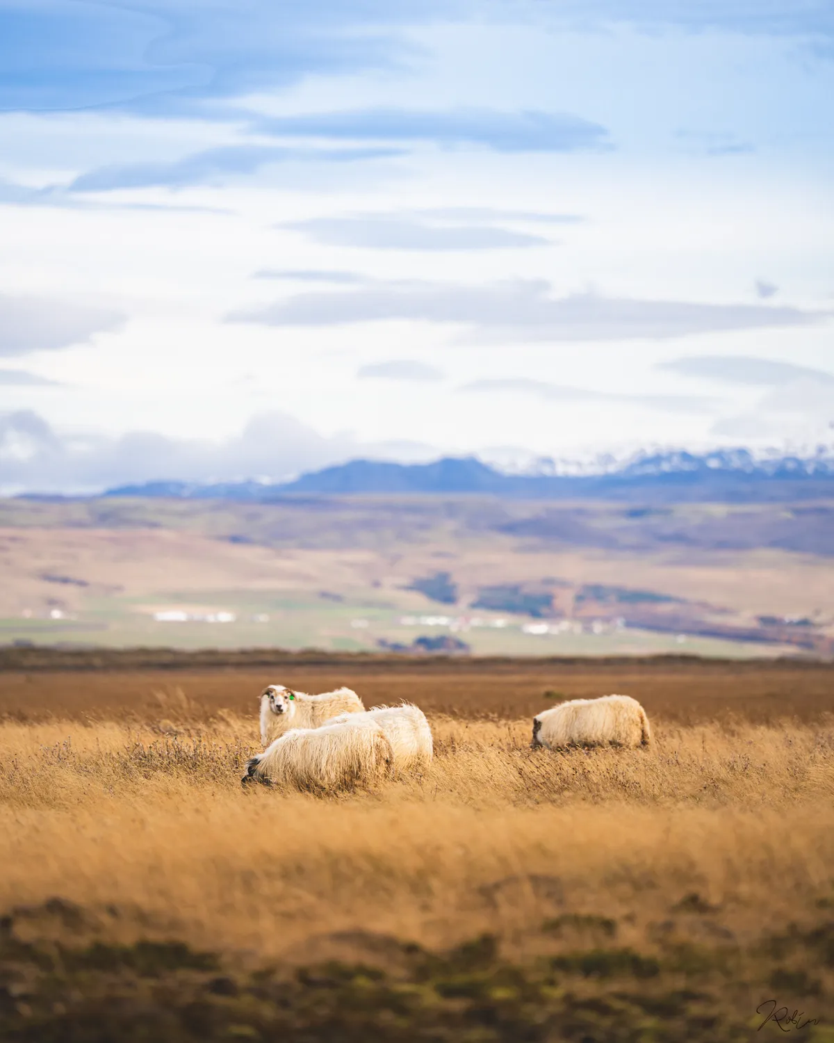 Iceland — DSC03514